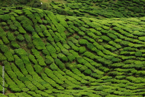 Photo: Plantation de thé Plantation de thé