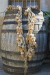 String of garlic hanging from wooden cask