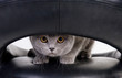 Funny Scottish cat peeping through the hole