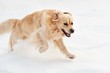 Golden retriever running in the snow
