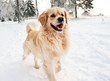 Golden retriever running in the snow