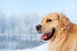Portrait of a funny golden retriever