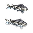 Sardine