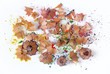 pencil shavings