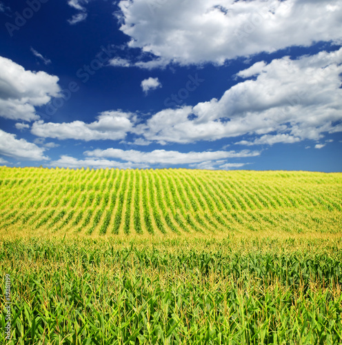 Photo: Corn field Corn field