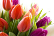 canvas print picture - Dutch tulips