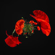 enroulé de coquelicots