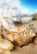 Seashells