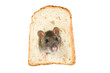 curious rat looking through hole in sandwich bread
