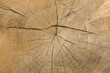 baum