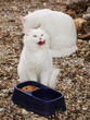 White Kitten Enjoying Food