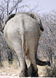 Elefant von hinten