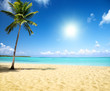 sea and coconut palm