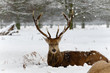 Deer Resting in the Snow Deer Resting in the Snow