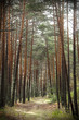 Paseo de pinos Paseo de pinos