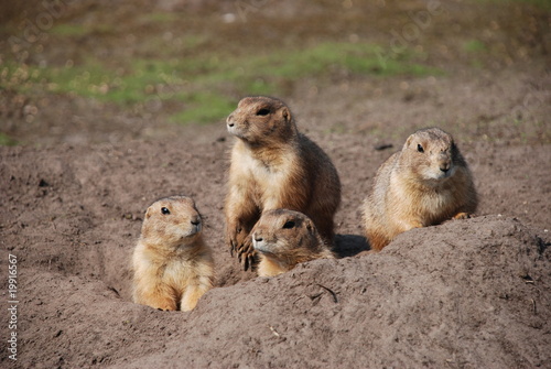 Foto: zieselmaus zieselmaus
