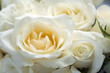 Rosen