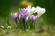 Krokus