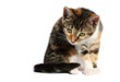 Foto: curious little cat 02 curious little cat 02