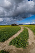 Field of flowers in farmland
