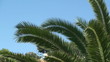 Palm tree branch