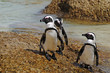 Pinguine
