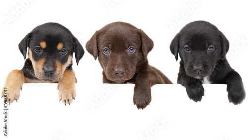 Photo: Puppies banner Puppies banner