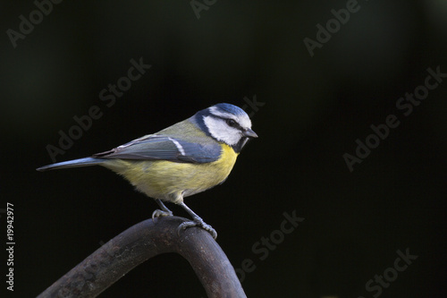 Photo : Mésange bleue (parus caeruleus) Mésange bleue (parus caeruleus)