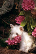 chiot westie le museau dans les hortensias