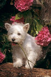 jeune  westie en train de mordiller une petit bout de bois