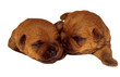 deux bébés chiots de race norfolk terrier de face