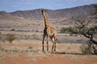 Male giraffe