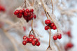 Photo: Arrowwood berries on ice-covered branches Arrowwood berries on ice-covered branches