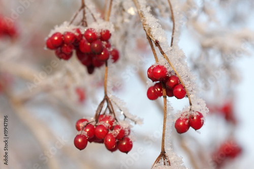 Photo: Arrowwood berries on ice-covered branches Arrowwood berries on ice-covered branches