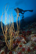 Scuba diver and coral