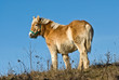cheval 3