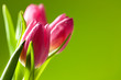 tulips on green