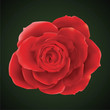 Vector photorealistic rose