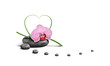 Orchidee 22551