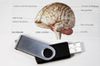 Clé USB et cerveau