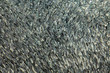 small fishes