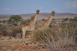 Giraffe twins