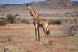 Large male giraffe