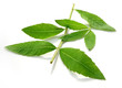 verveine fraiche verveine fraiche