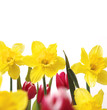 Narzissen und Tulpen