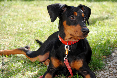 Photo: Deutscher Pinscher Deutscher Pinscher