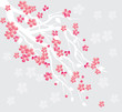 cherry blossom