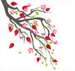 cherry blossom
