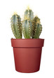 cactus house plant vegetation nature flora