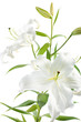 lily isolated